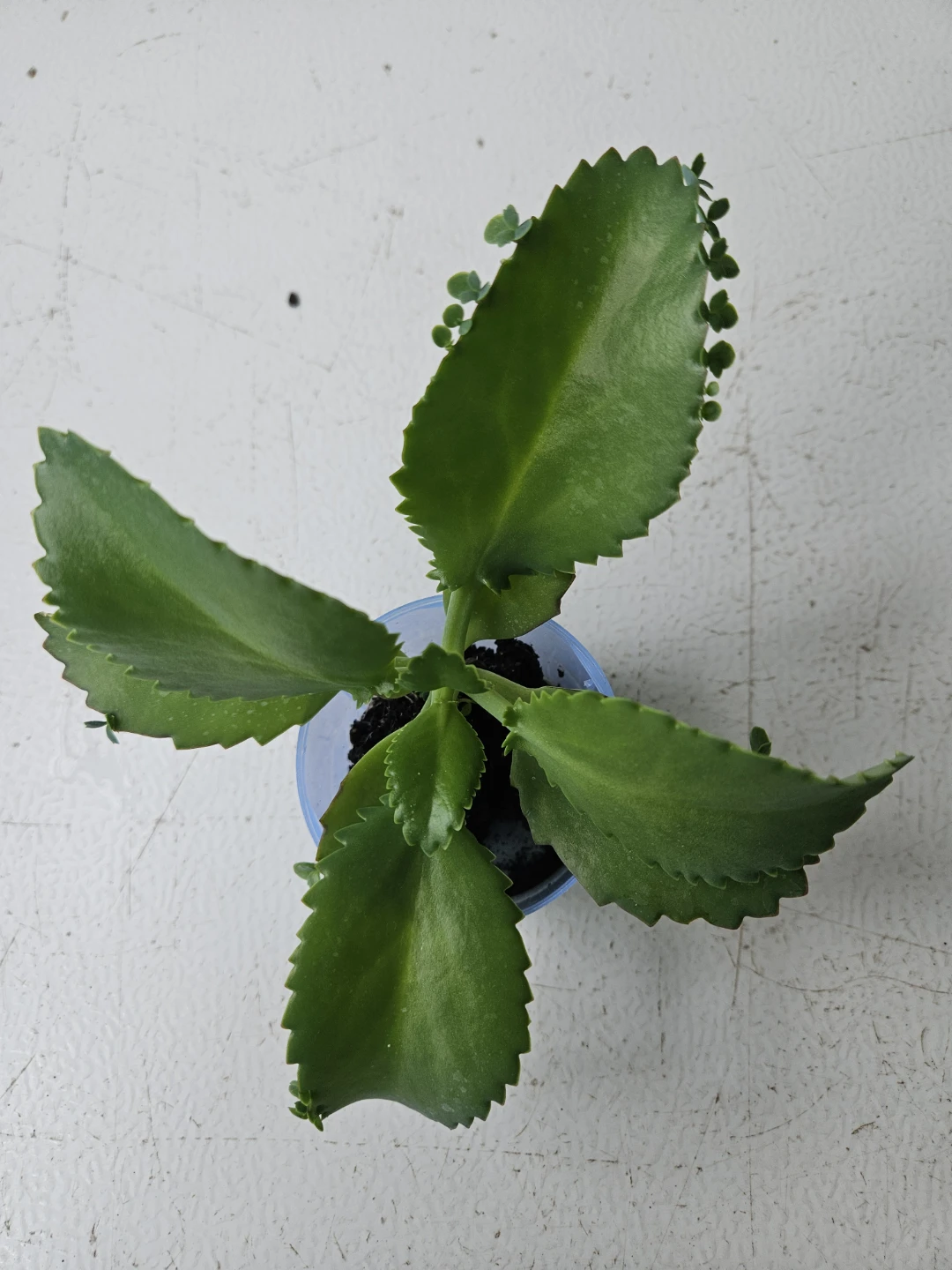 Mother of Thousands Succulent Plant - photo 2