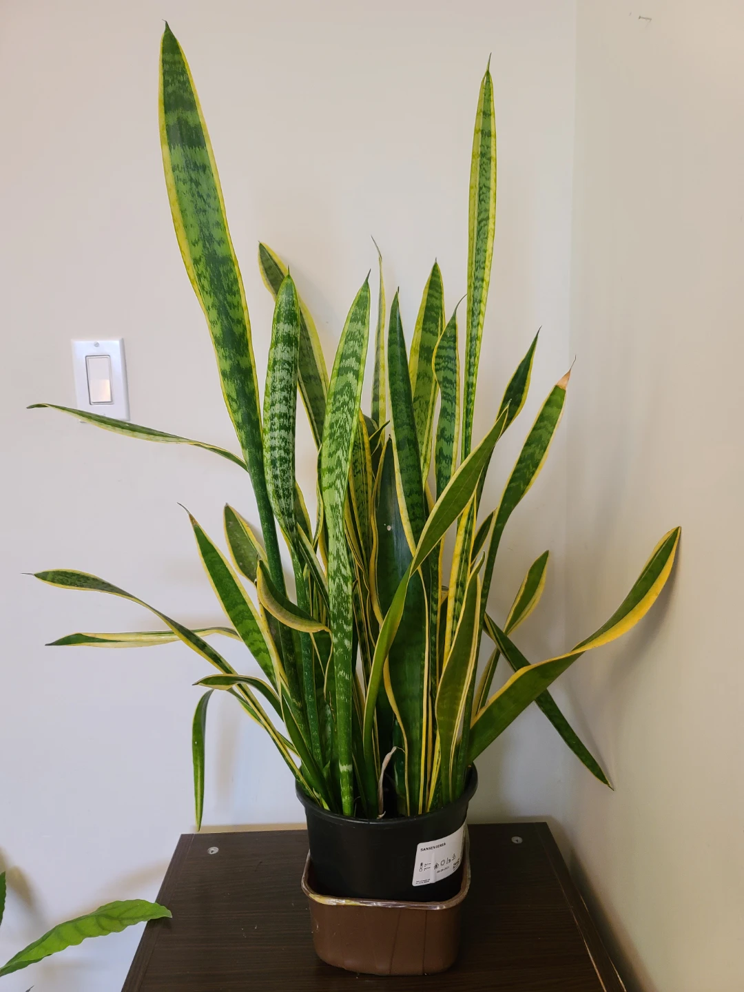Tall & Lush Golden Snake Plant (Sansevieria) -  1 Meter Tall! - photo 2