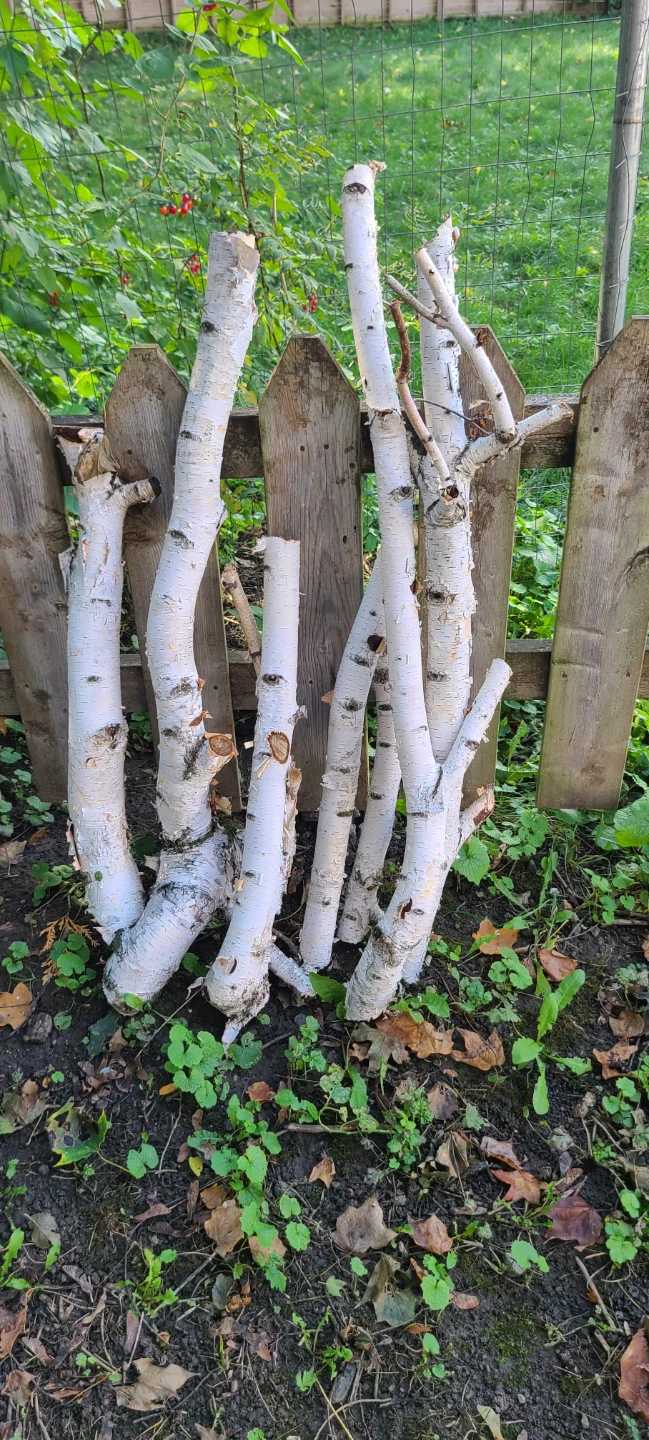 Natural White Birch Logs
