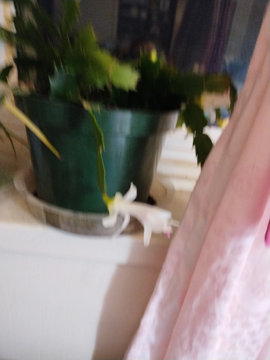 White Schlumbergera Christmas Cactus