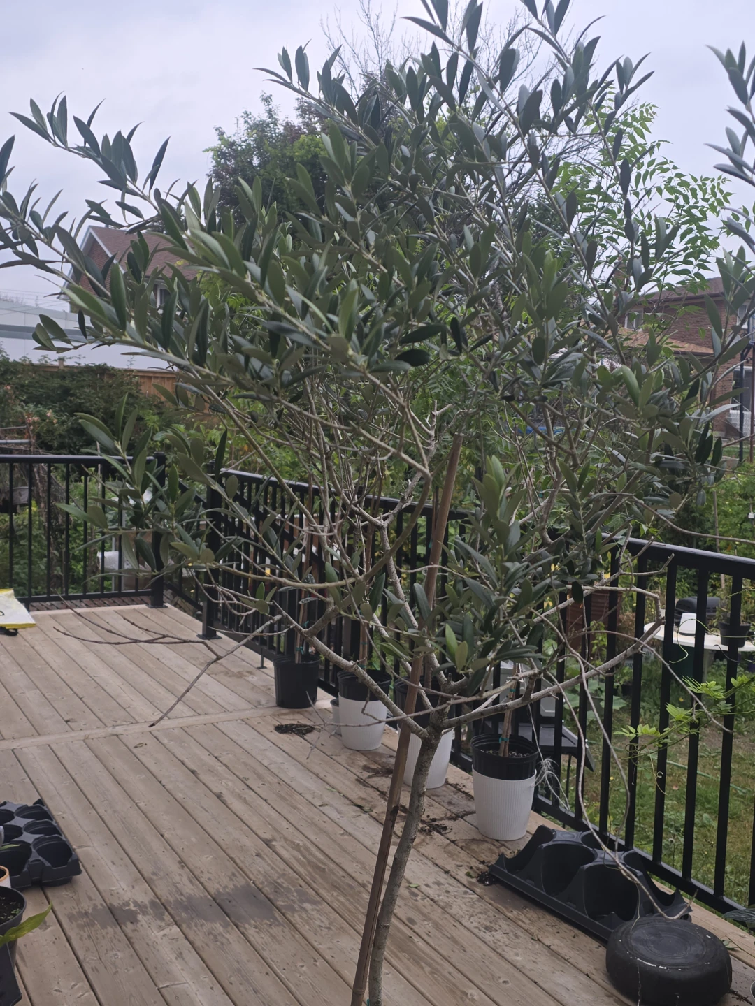 Healthy Potted Olive Tree 14"pot - photo 2