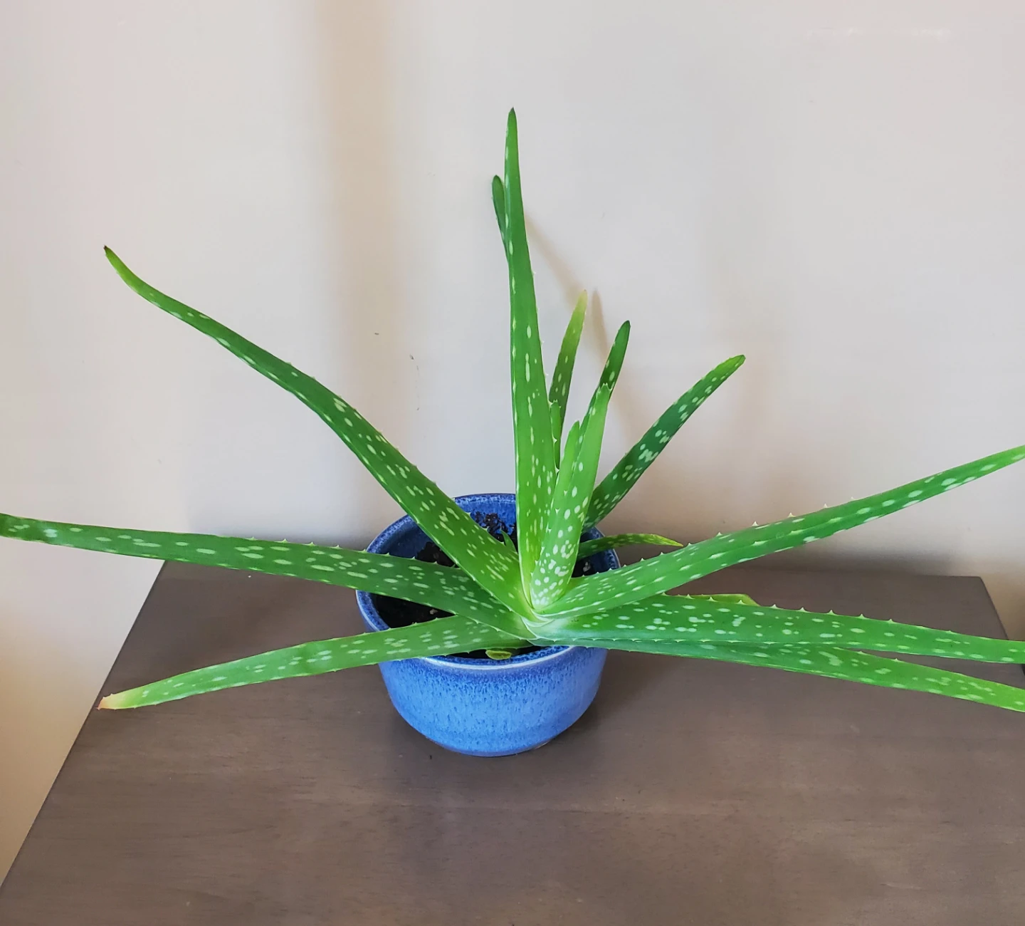 12" Tall Aloe Vera in Ceramic Pot - photo 3
