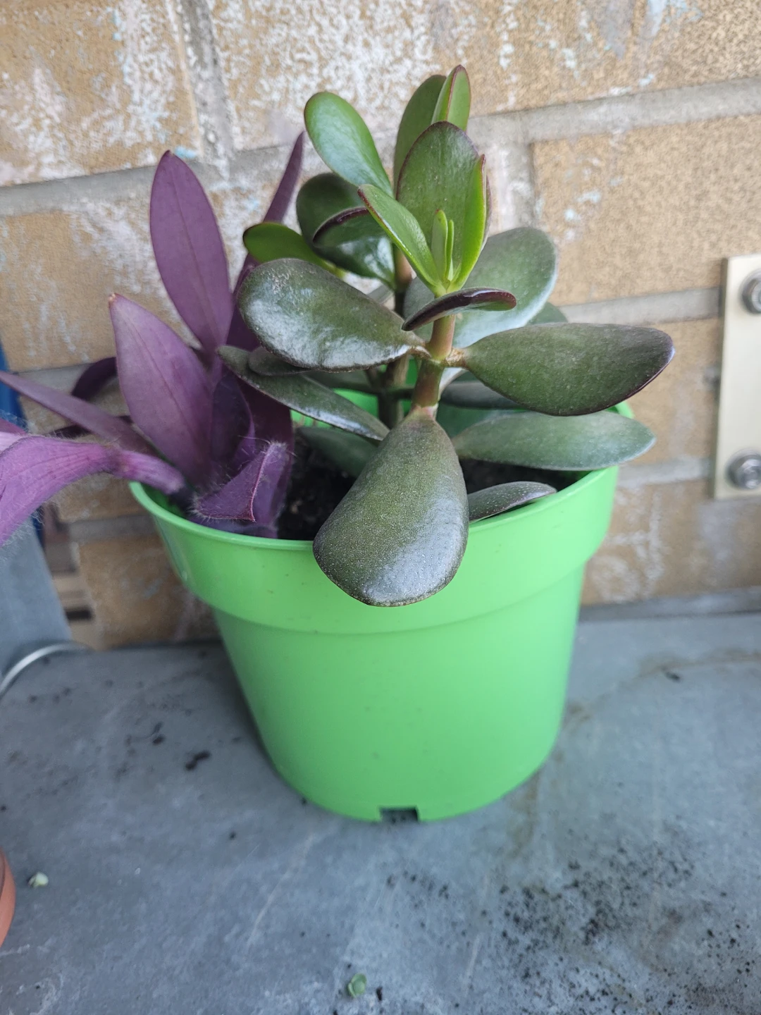 Jade plant and purple heart in pot - photo 4