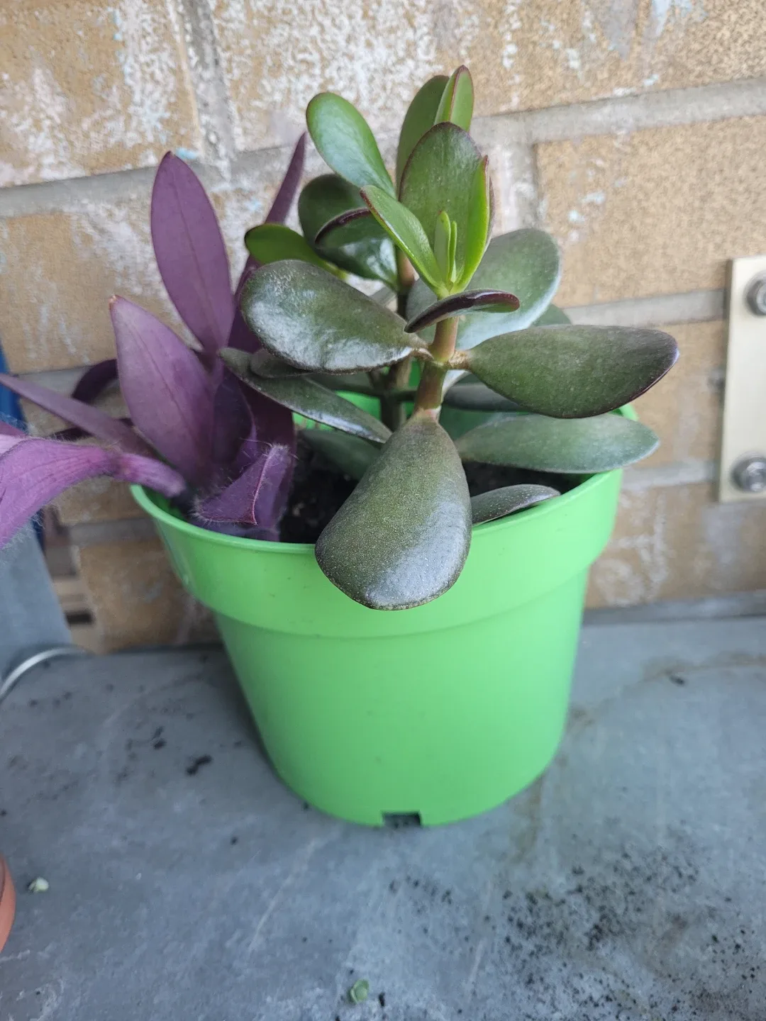 Jade plant and purple heart in pot - photo 4