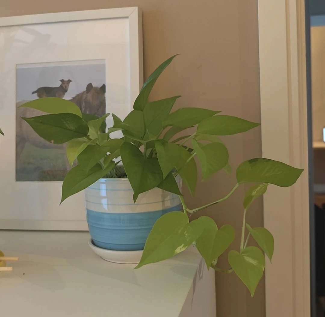 Neon Pothos Plant in Striped Ceramic Pot