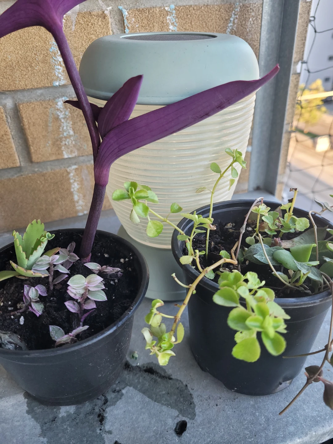 Set of two small potted plants - photo 2