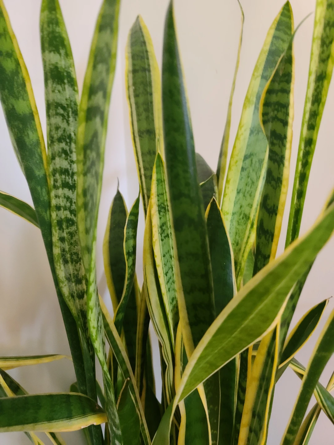 Tall & Lush Golden Snake Plant (Sansevieria) -  1 Meter Tall! - photo 4