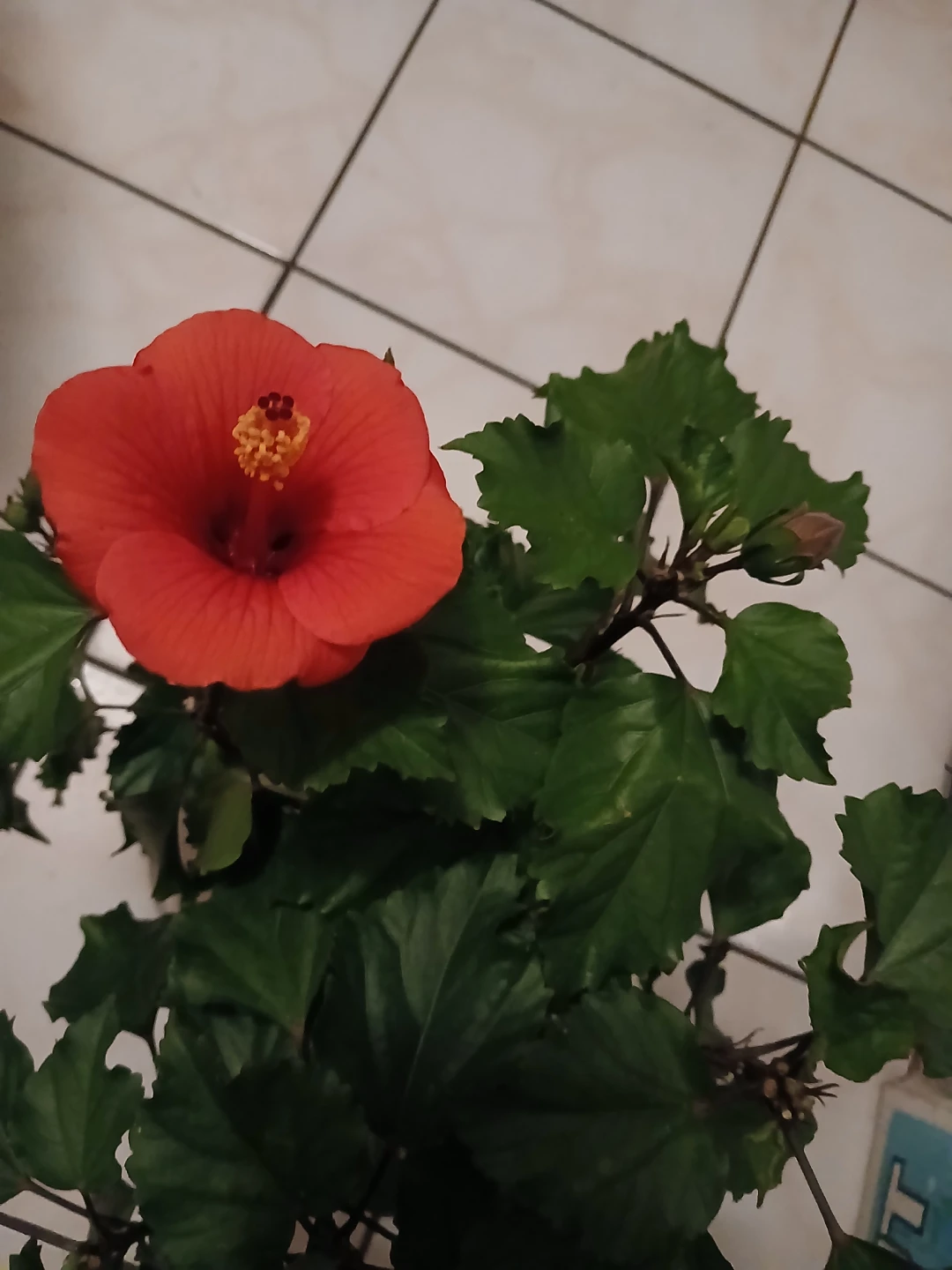 Red Hibiscus Houseplant