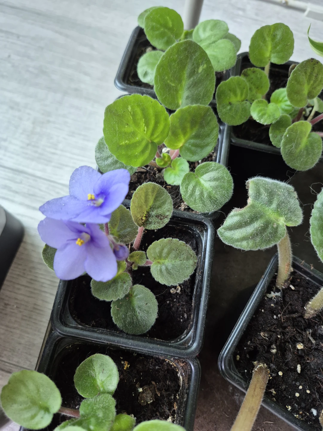 African Violet plant