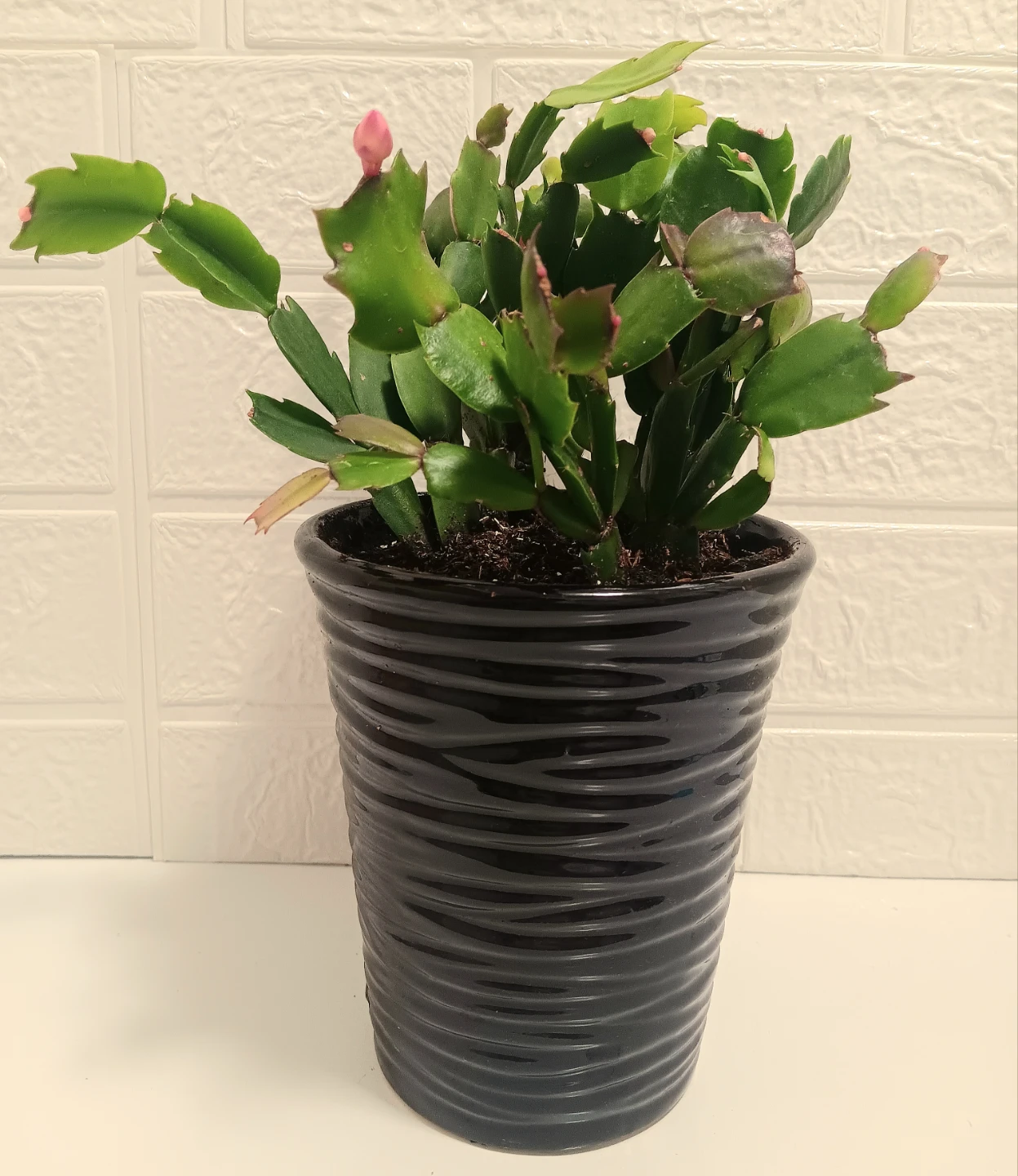 🪴Christmas Cactus Plant in a Decorative Pot🪴 - photo 3