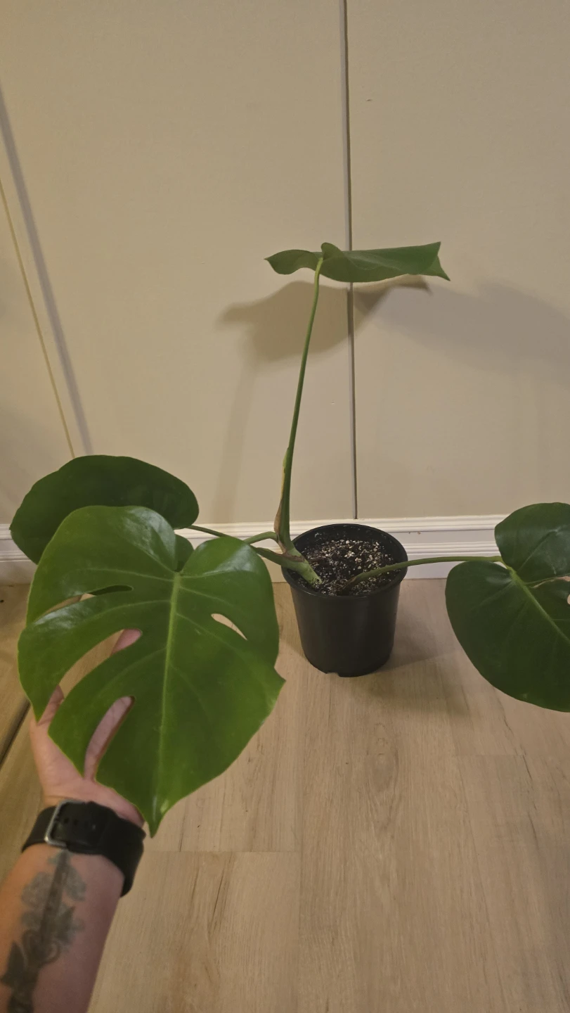 Medium Monstera Deliciosa - Well-Rooted! - photo 4