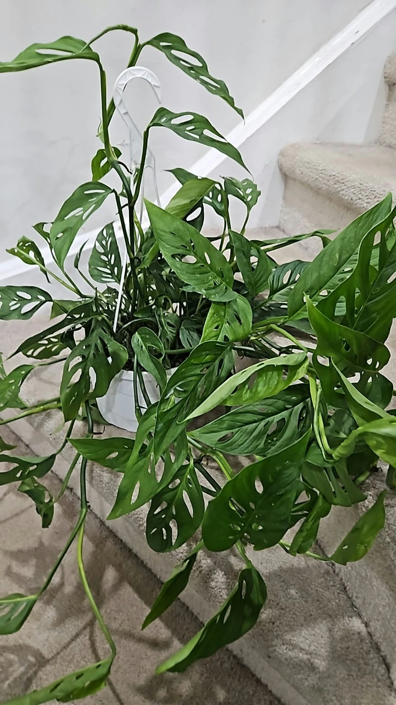 Monstera Adansonii Hanging Plant