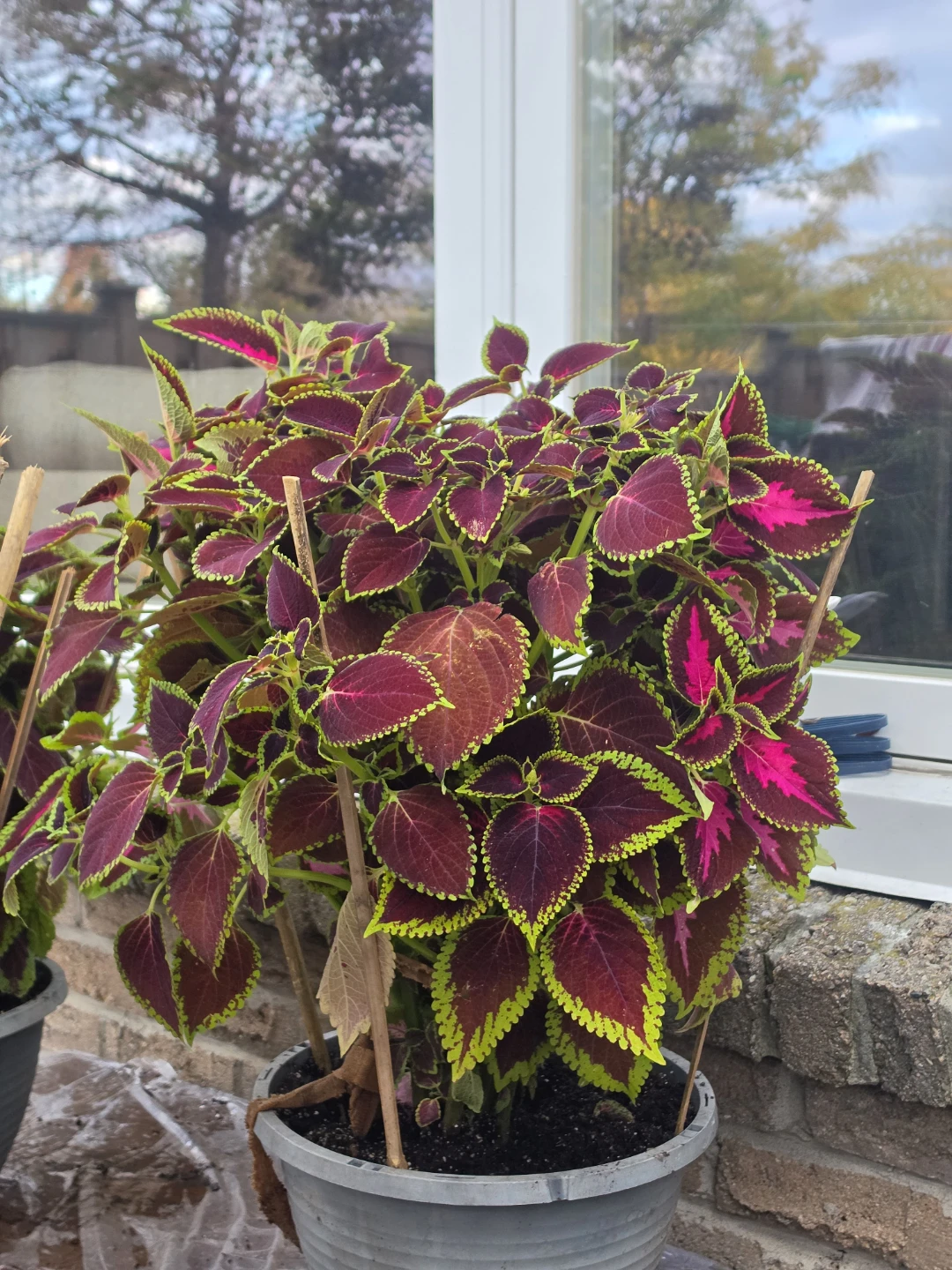 Coleus Plants - photo 3