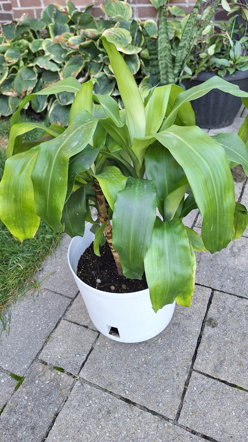 Dracaena Fragrans Plant in White Pot