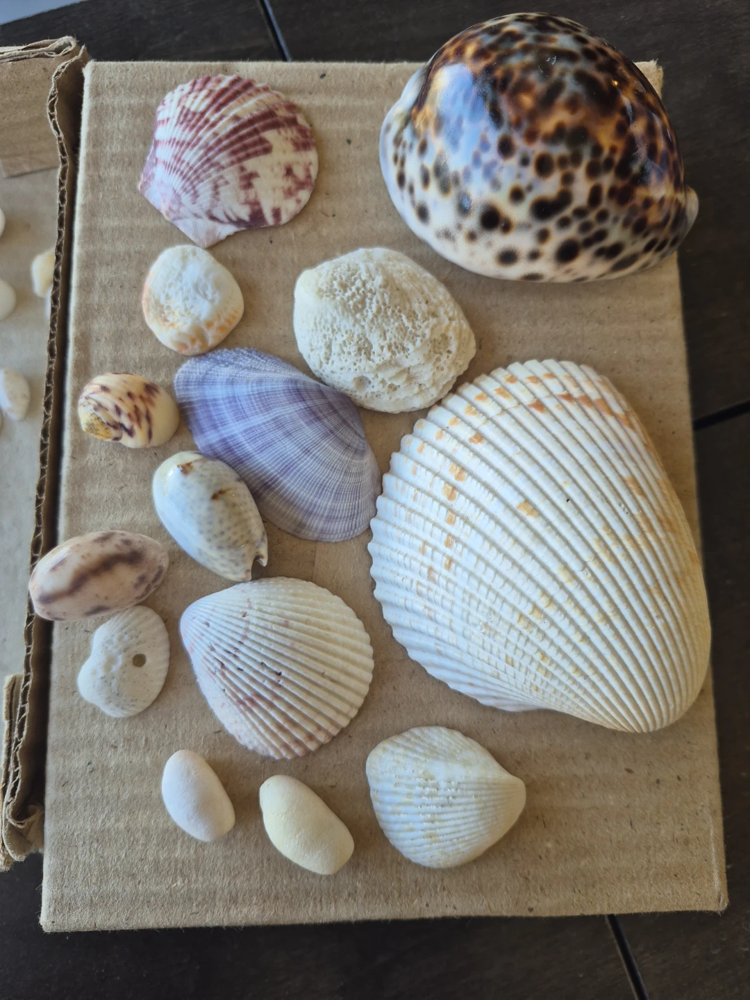 Assorted Natural Seashell Collection - photo 2