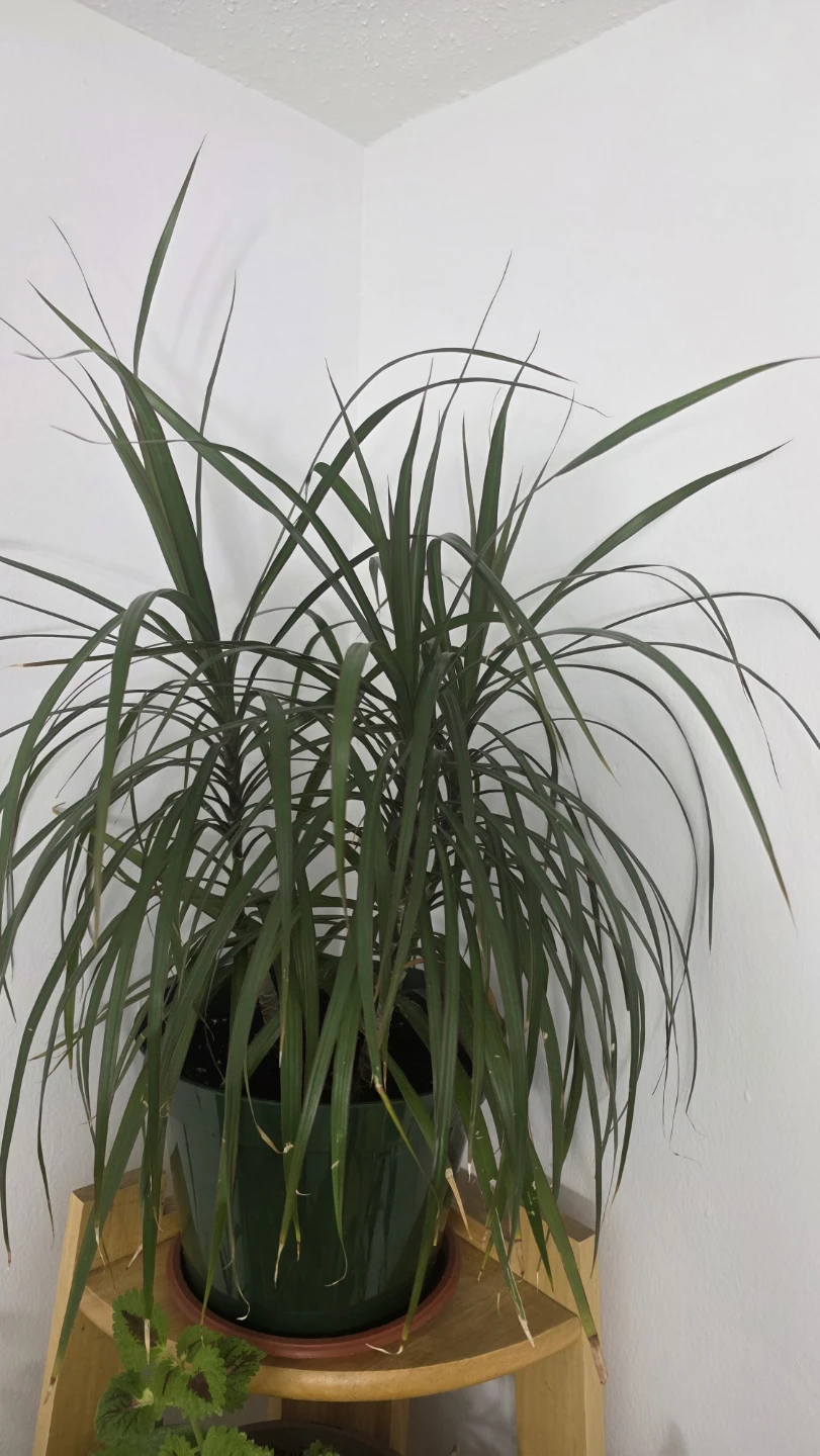 Dracaena Marginata Houseplant - photo 3