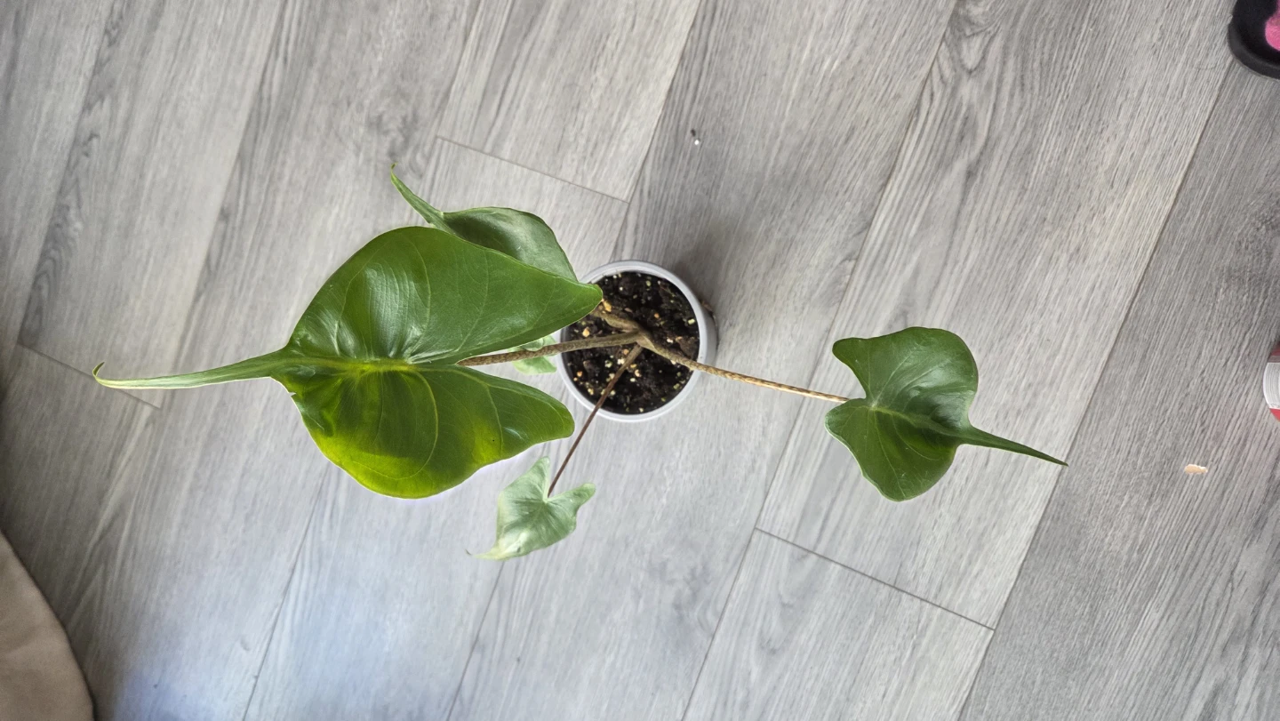 Alocasia Stingray - photo 5
