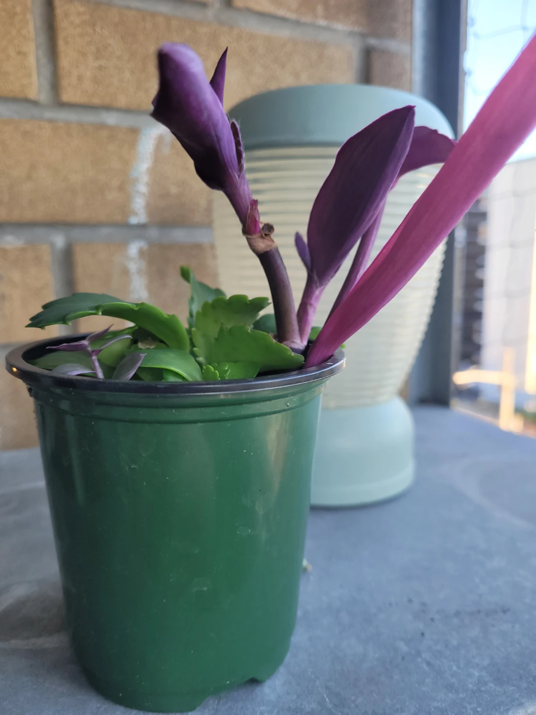 Assorted Purple Heart and Succulent Plant - photo 2