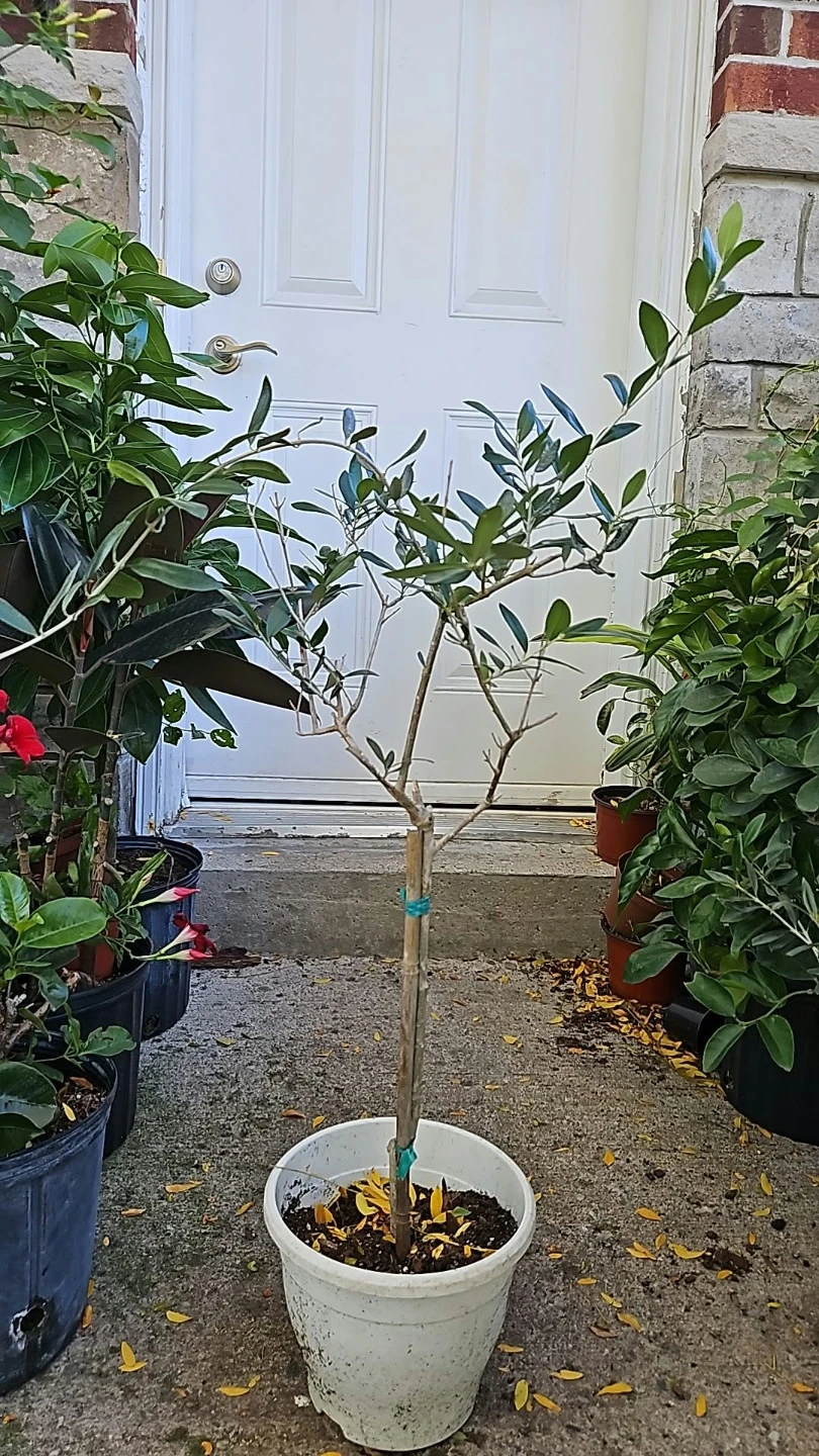 Olive Tree Plant - photo 2