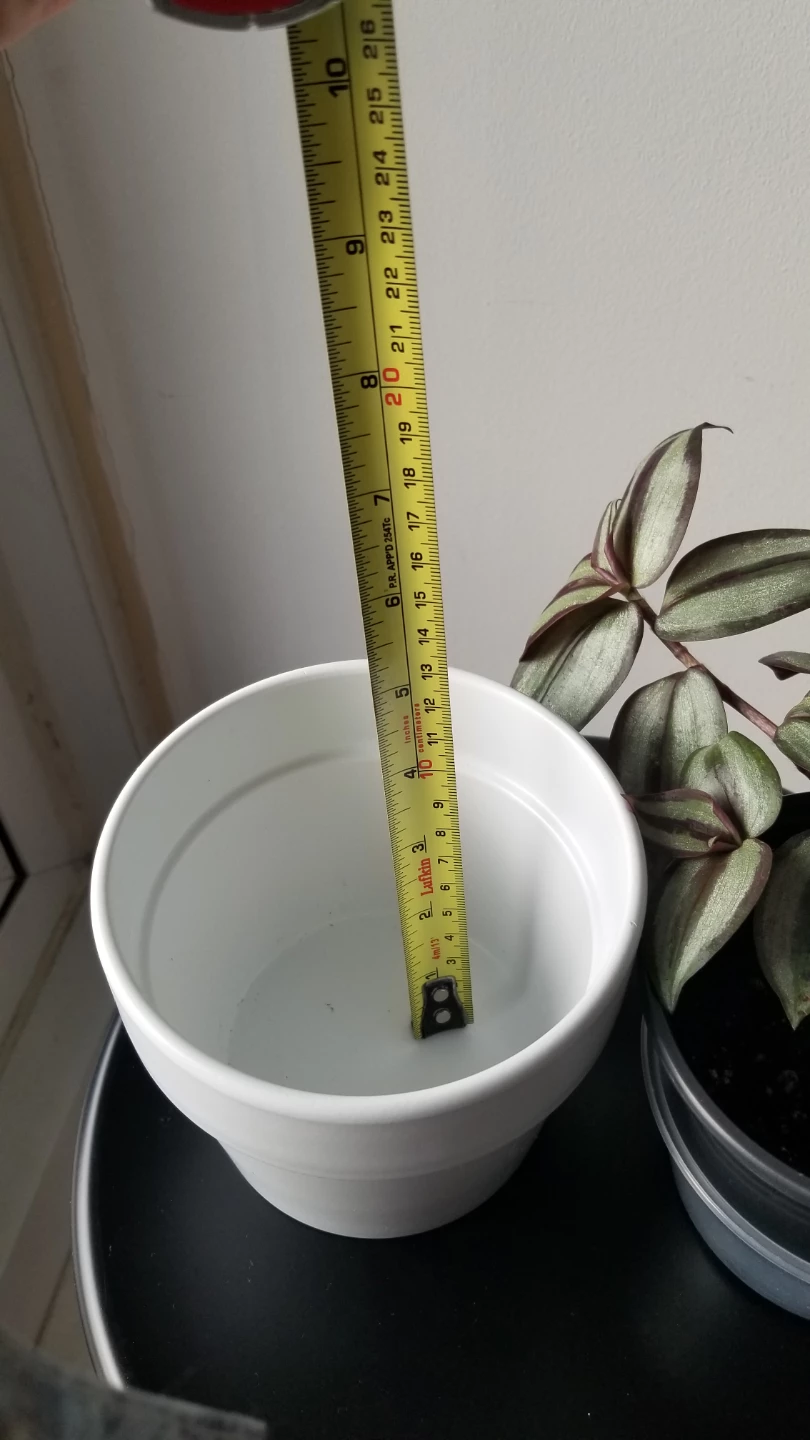 Tradescantia Zebrina+White Ceramic Pot( Read Description) - photo 4
