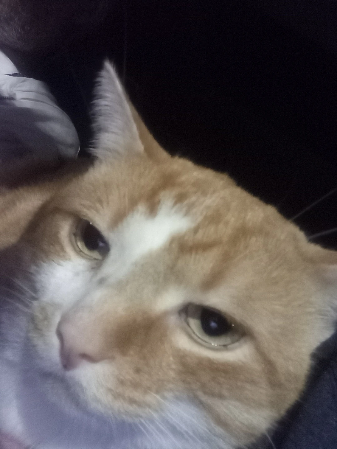 Looking for free cat wet or dry food
