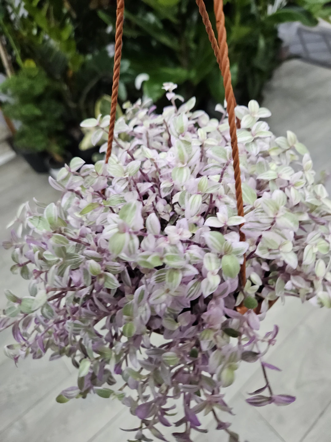 Callisia Repens Pink Panther Hanging Plant