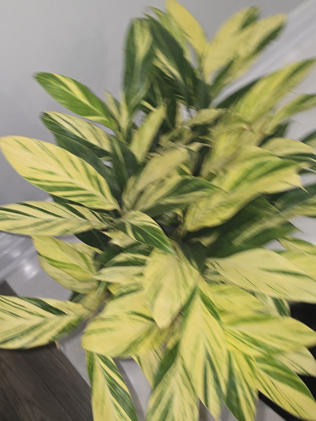 Variegated Ginger Plant - photo 2