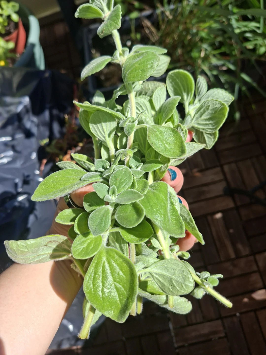 Cuban Oregano Clippings