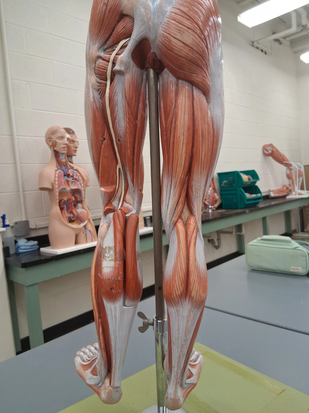 Human Muscular Leg Anatomy Model