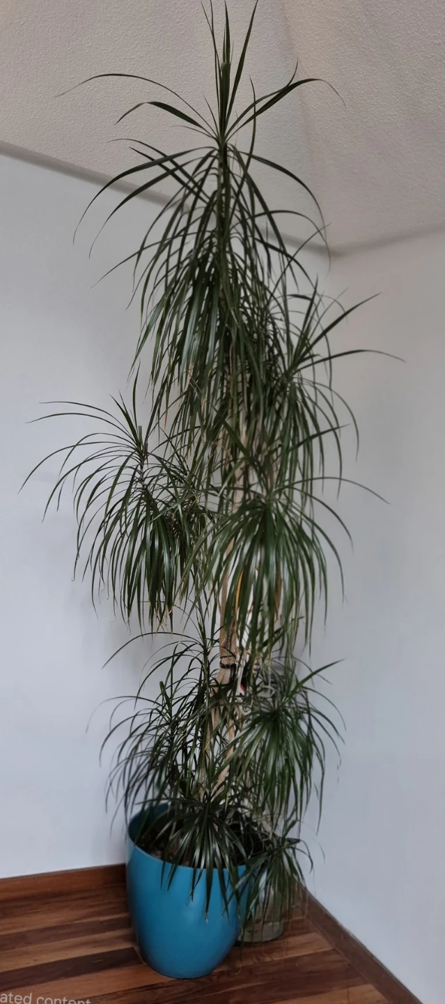 Full multi trunk 7.5-8 feet plants for sale. Moving must sell - photo 2