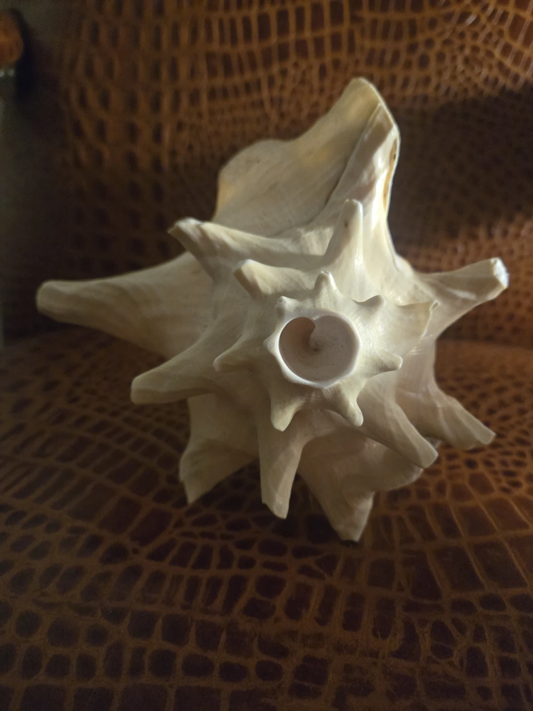 Large Natural Conch Shell - photo 2