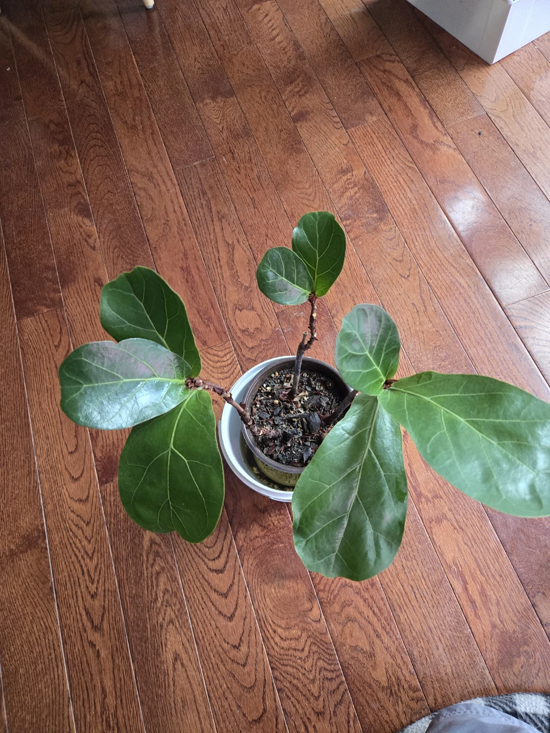 Fiddle Leaf Fig plant - photo 3