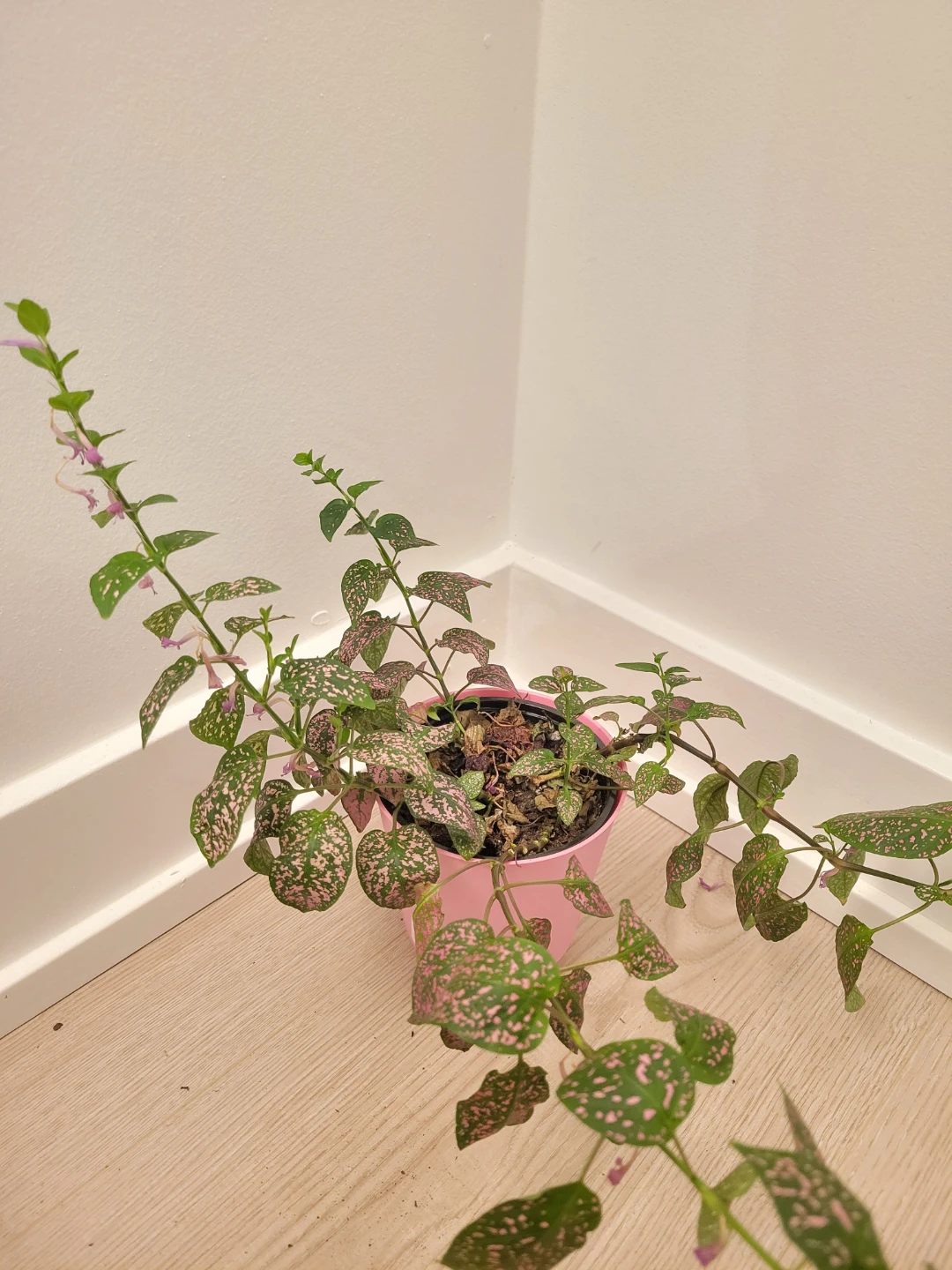Polka Dot Plant in Pink Pot