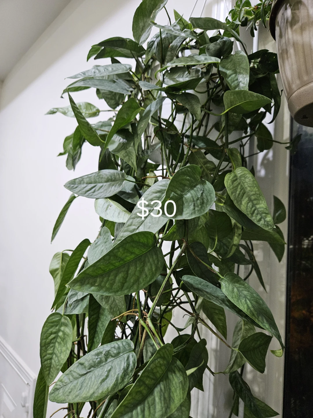 Cebu Blue Pothos Hanging Plant - photo 2