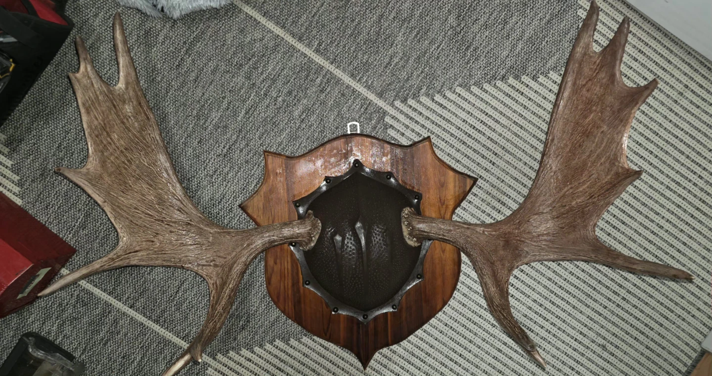 Moose Antler Wall Mount Display - photo 2