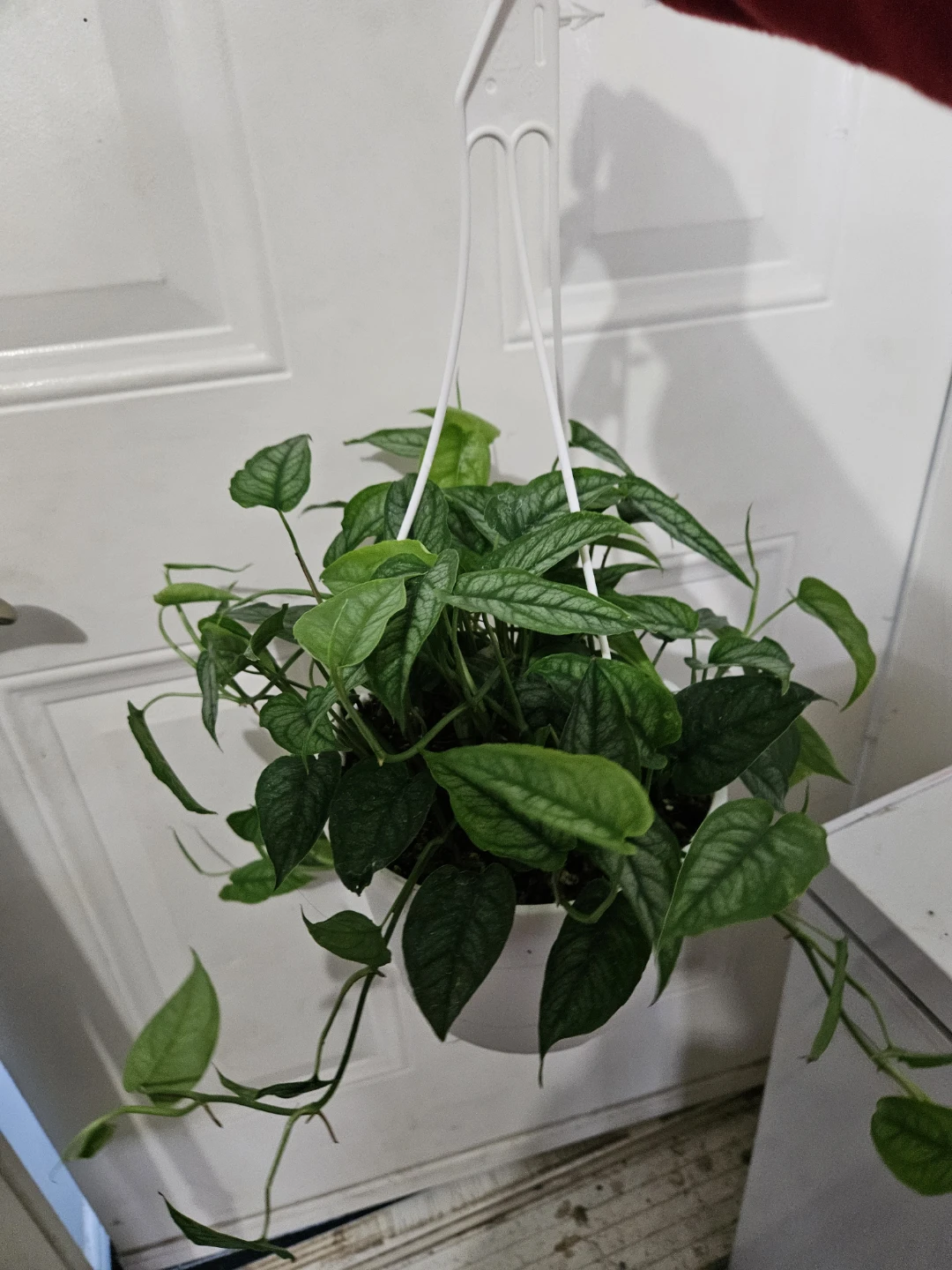 Monstera Siltepecana Hanging Plant - photo 2