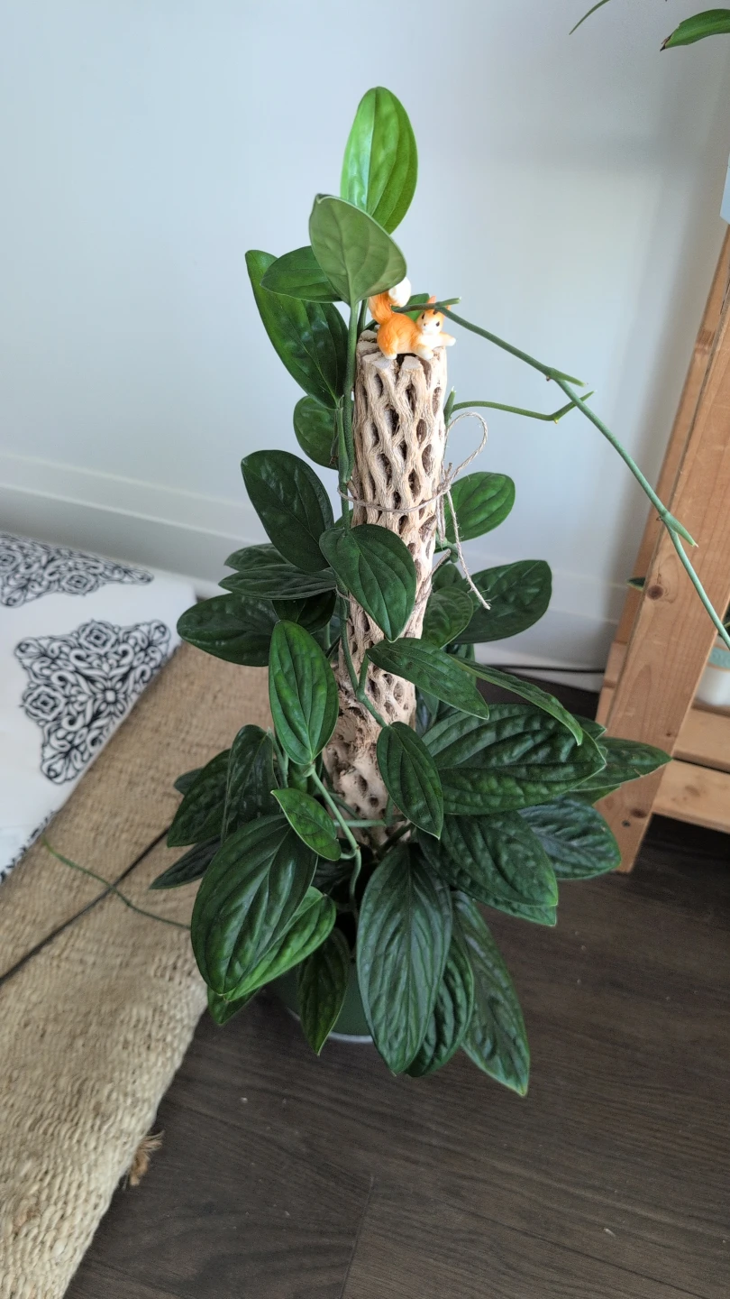 Large Monstera Peru