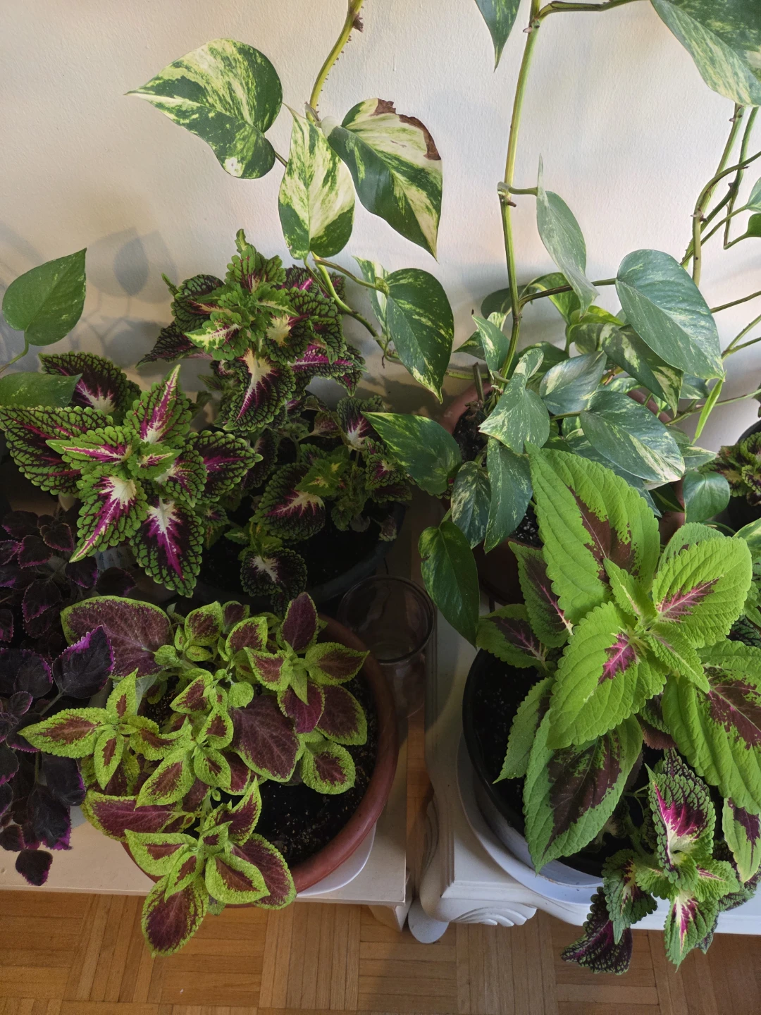 Indoor Potted Plants - Moving out sale - Need gone