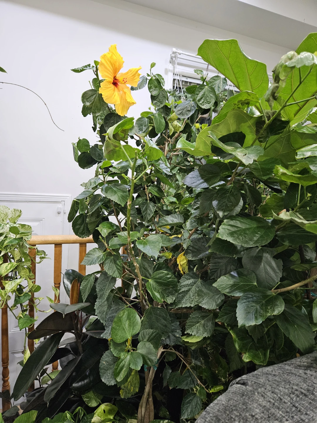Yellow Hibiscus Houseplant - photo 2
