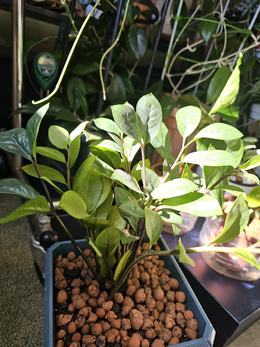 ZZ Plant in Square Pot - photo 2