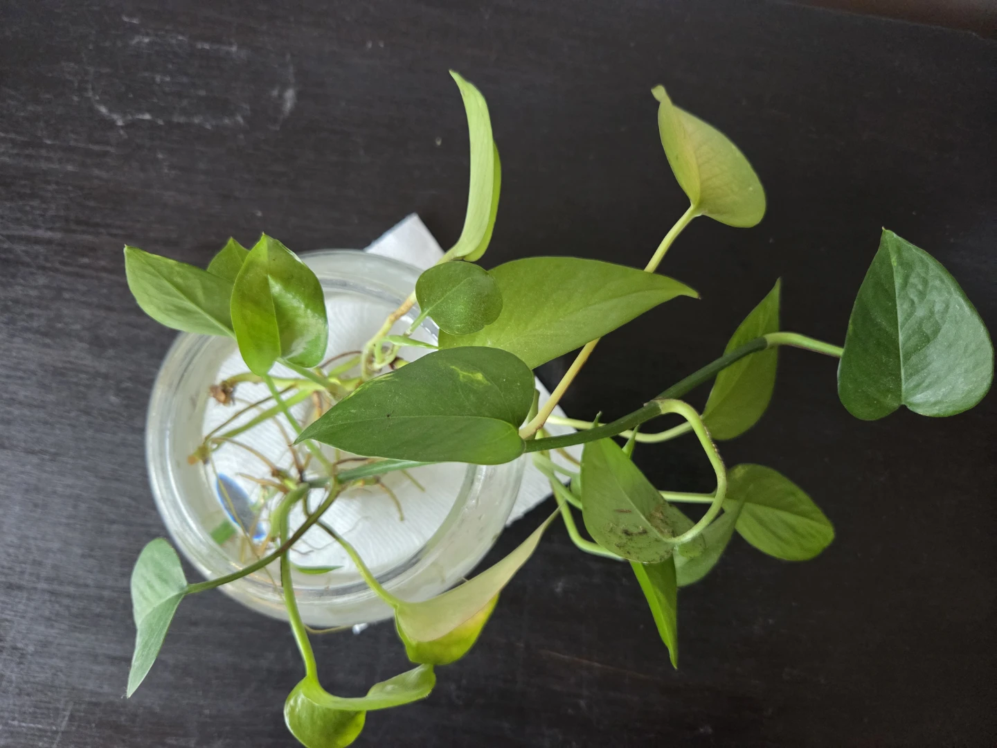 Pothos cutting in glass jar - photo 4