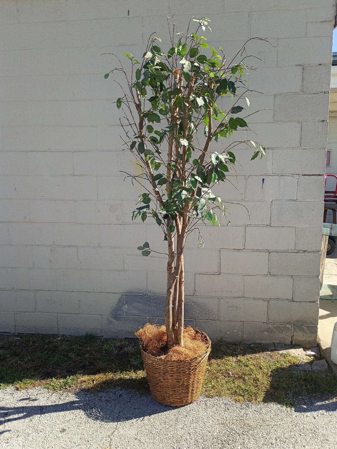 Artificial Ficus Tree in Wicker Basket - photo 4