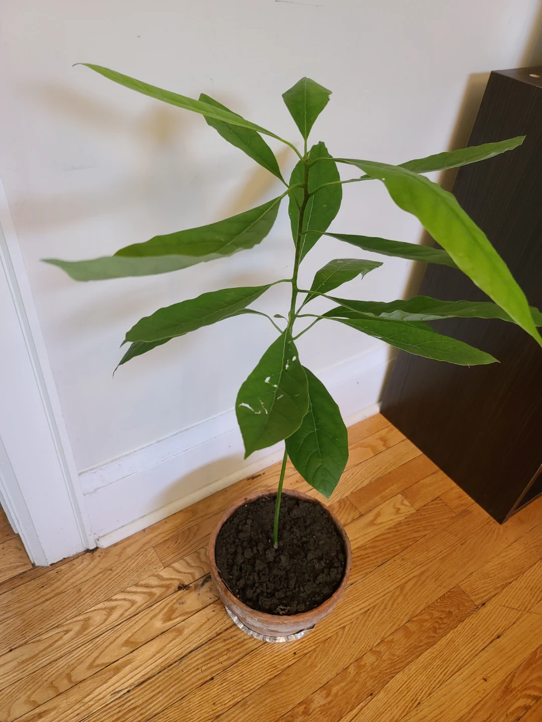 Healthy Home-Grown Avocado Tree Seedling in Terracotta Pot - photo 5