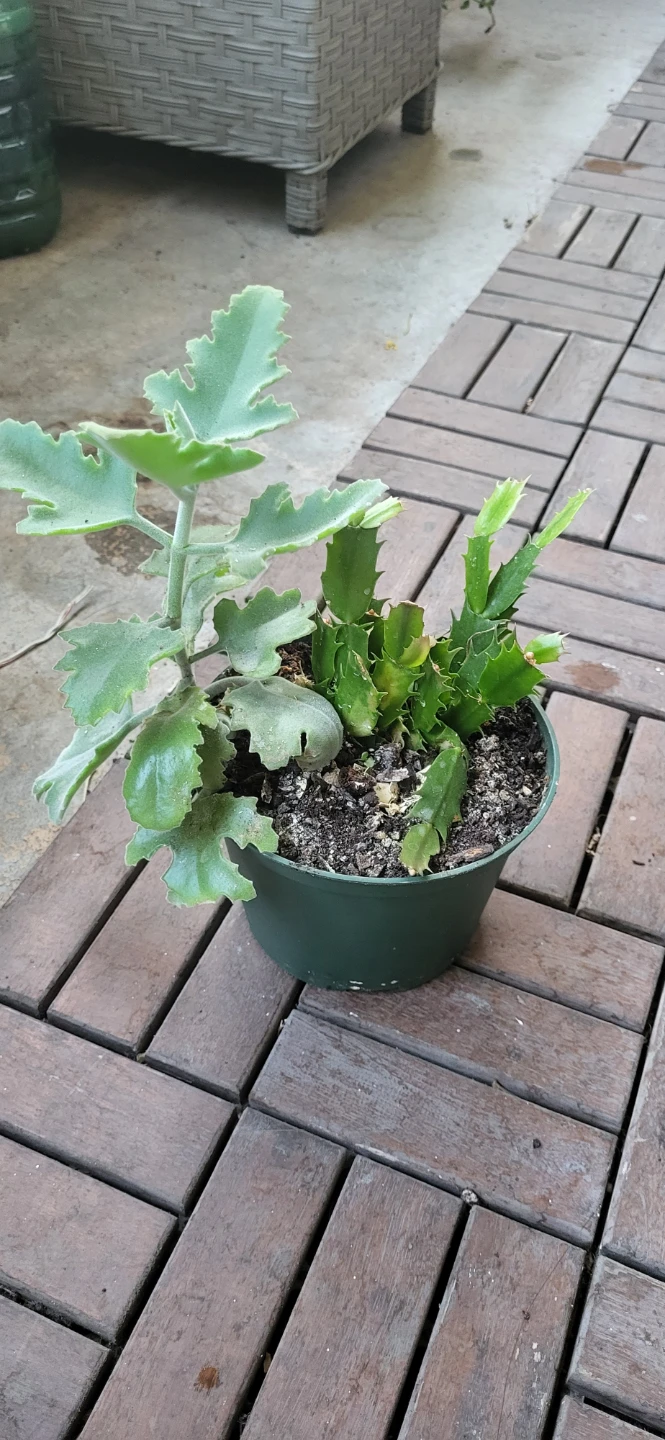 Pink Christmas Cactus & Kalanchoe beharensis Drake - photo 3