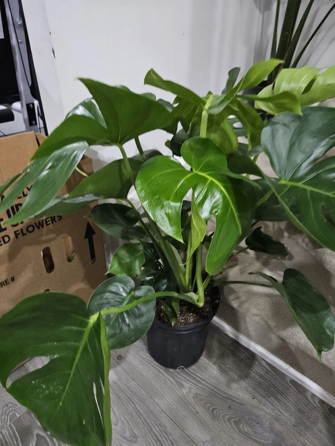Monstera Deliciosa Houseplant - photo 2