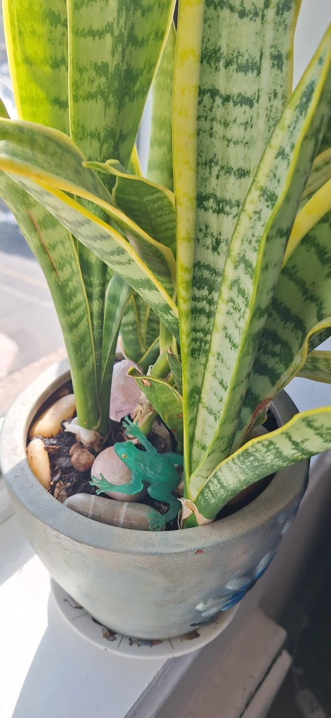 Snake Plant in Decorative Ceramic Pot - photo 2