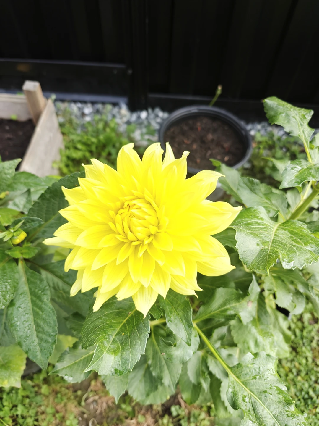 Dahlia dinnerplate Kelvin Floodlight plant