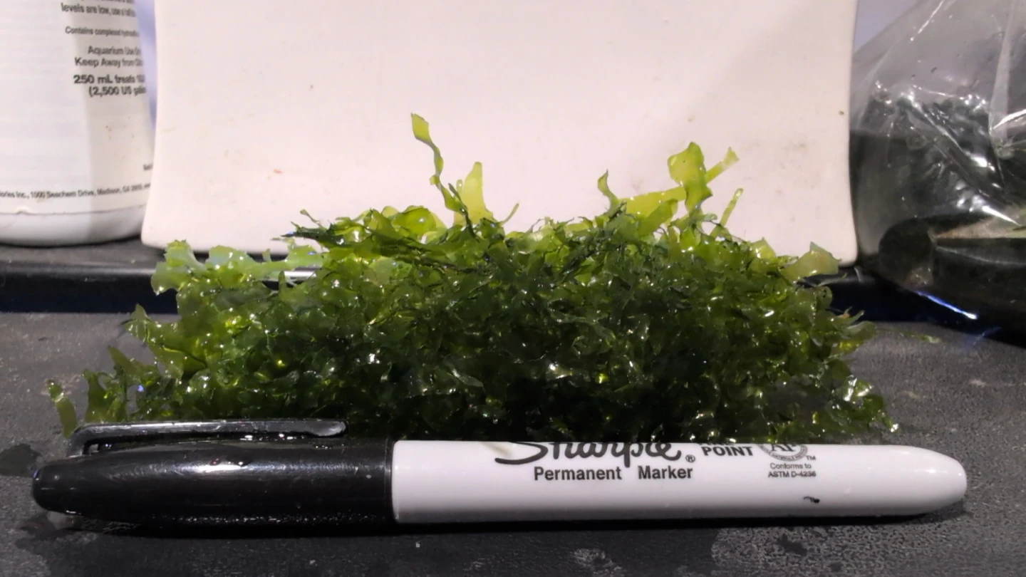 Freshwater Aquarium Süsswassertang - photo 2