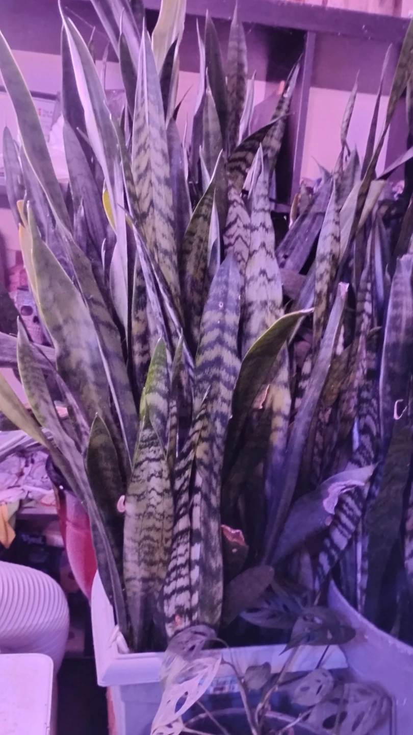 Many house hold baby plants for sale - photo 3