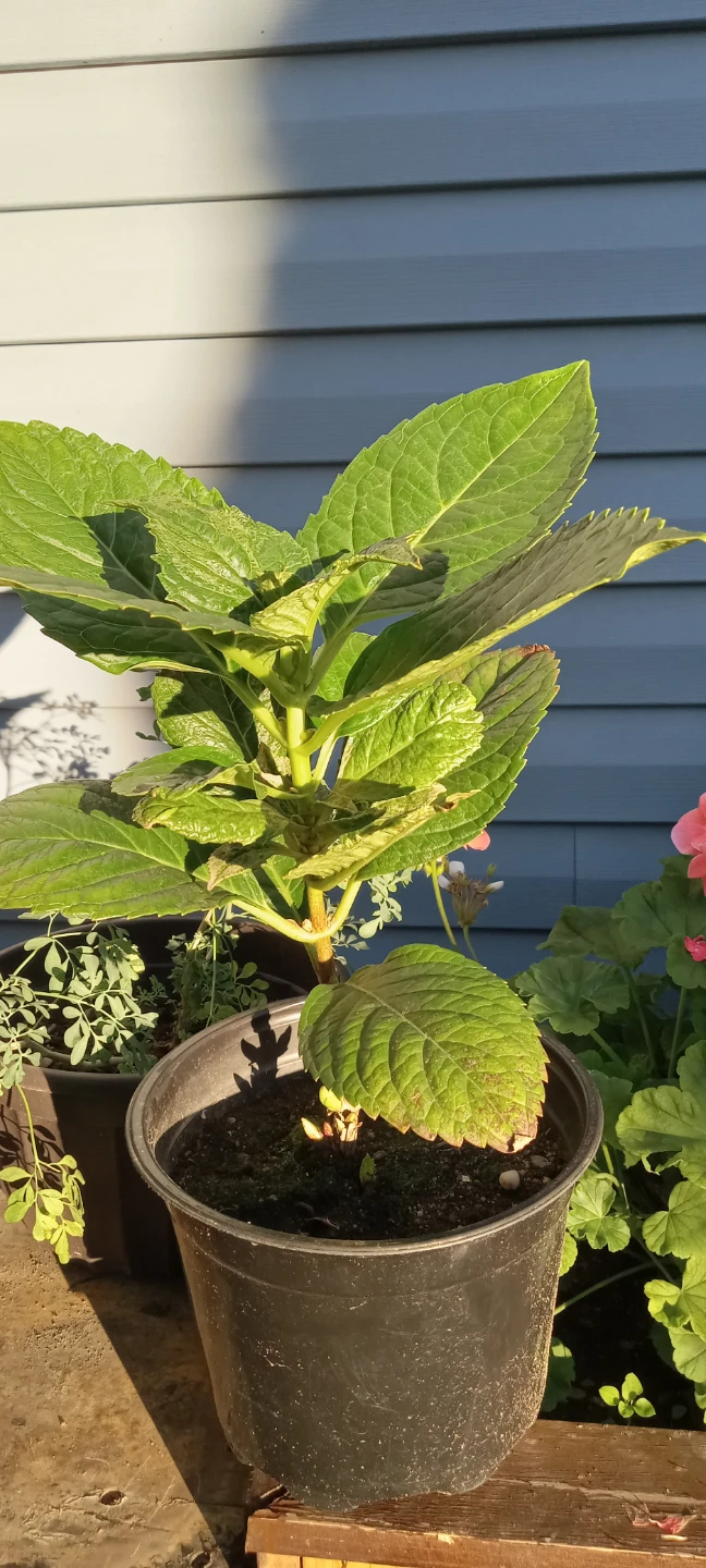 Ortencia Rosa/Potted Hydrangea Plant
